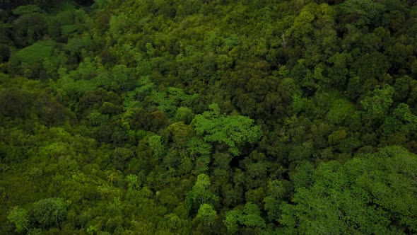 Drone Descending in Tropical Forest