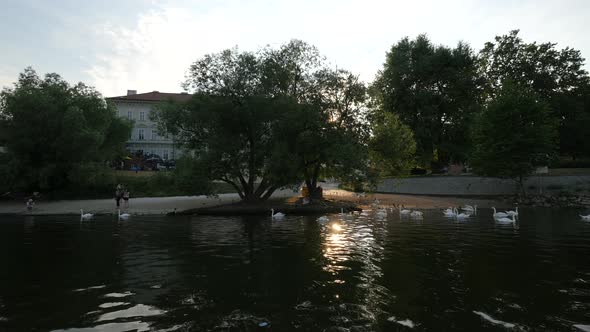 Vltava riverside with swans