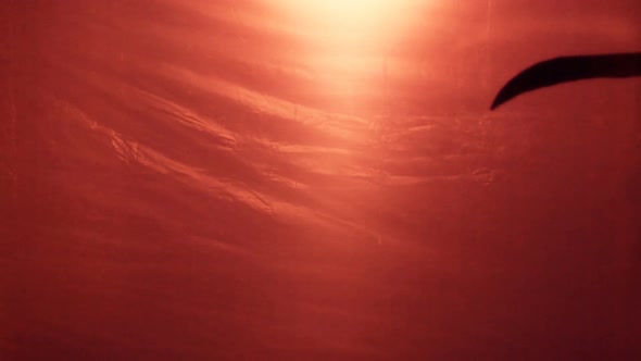 Death Shadow Creeping to Victim, Bloody War or Disease Epidemic Killing People alt