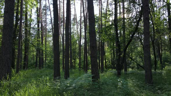 Beautiful Green Forest on a Summer Day Slow Motion alt