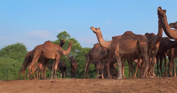 Herd of Camels at Pushkar Mela Camel Fair Festival in Field alt