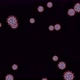 Multiple Corona Virus Cells  - VideoHive Item for Sale