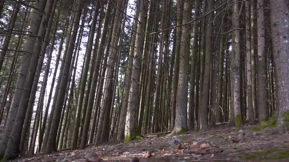 Sliding Motion of Forest Floor and Pine Tree Trunks (top right to bottom left) (wide angle) alt