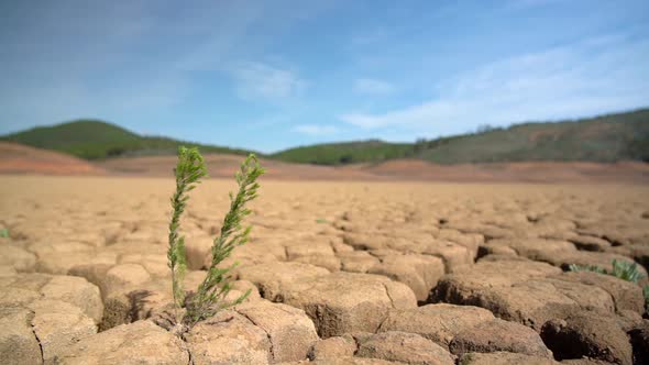Surviving Green Plant on Sandy Dry Soil During Drought Climate Ecological Disaster