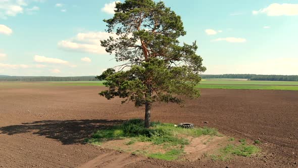 Pine Single Tree Standing in the Middle of Plowed Agriculture Field