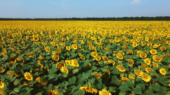 Sunflower Flowers Close Up alt