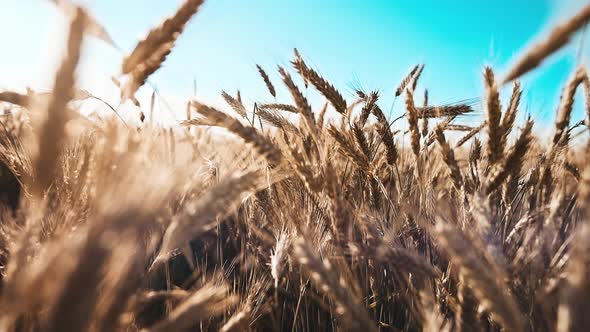 Cinematic Golden Wheat Field Against the Sky in the Field Moving Camera alt