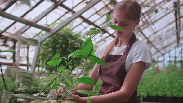Girl Does Wet Cleaning of Plants and Flowers in the Greenhouse