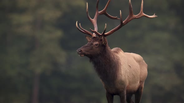 Bull Elk Breath and Bugle 