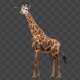 Giraffe eating - VideoHive Item for Sale