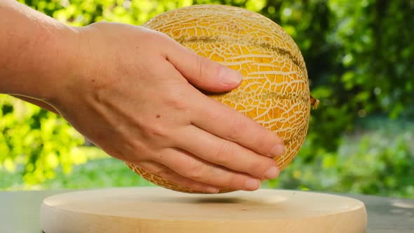 Honey melon.Round melon in female hands  alt