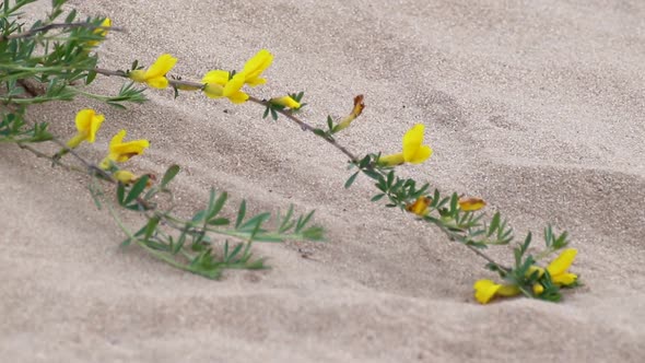 Yellow small blooming flowers laying on sand macro