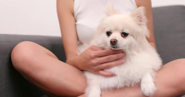 Pet owner play with Pomeranian dog at home alt