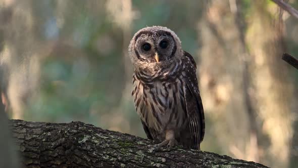 A Barred Owl in Florida Video Clip 