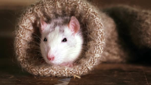 Funny Grey-And-White Rat Peeks Out of a Wool Sock