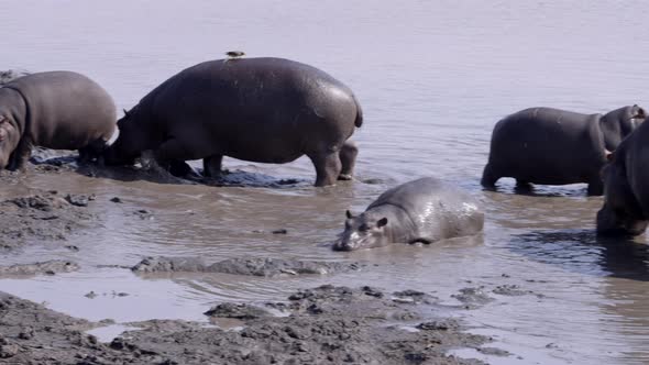 Hippo Family Enjoying Water Together