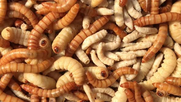 Mealworms and maggots full screen and close up, live food for birds and fish alt