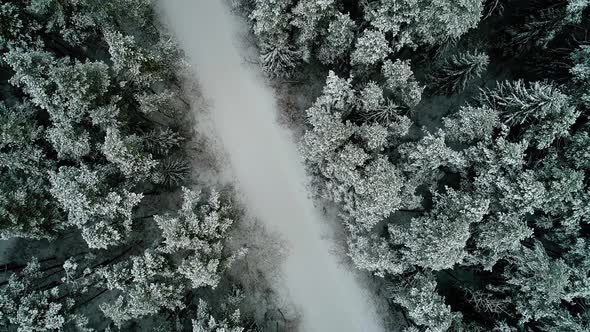 Aerial View of Winter Snowy Forest