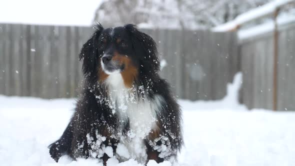 portrait of a minature Australian Shepherd dog in light snowfall alt
