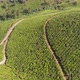 Aerial View Tea Plantations of India - VideoHive Item for Sale