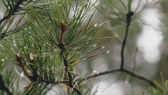 Coniferous Tree with Small Rain Drops in Summer Forest alt