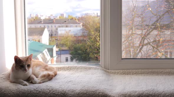 A Young Cat Enjoys Lying on the Windowsill By the Window