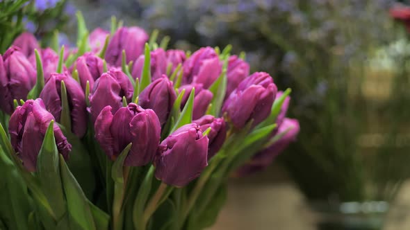 Closeup of Purple Tulip Blooms in a Flower Shop
