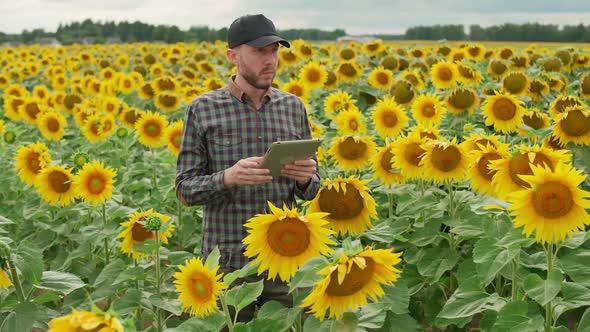 An Farmer Man Stands in the Field of Sunflowers and Works on a Screen Tablet Investigating Plants alt