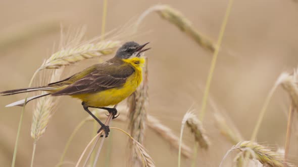 Western Yellow Wagtail alt