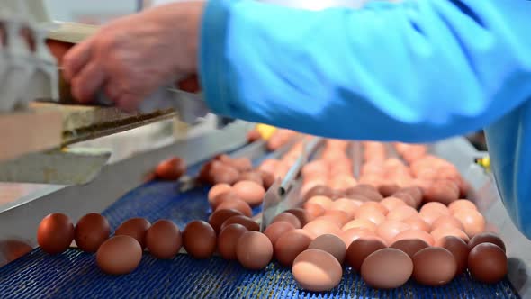 Factory Chicken Egg Production alt