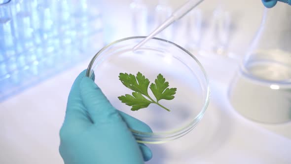 Genetically Research Agriculture Scientist Observes with Magnifying Glass Plants alt