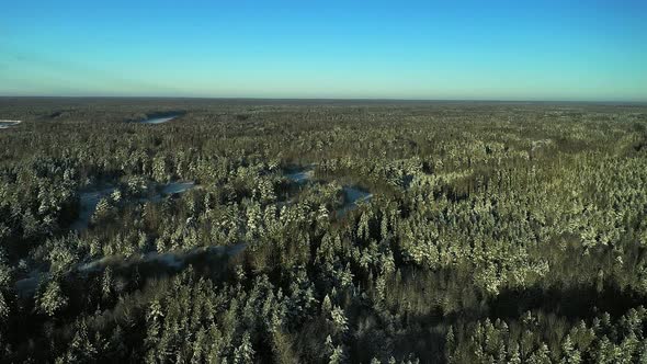 Drone Shooting of a Pine Forest in Winter