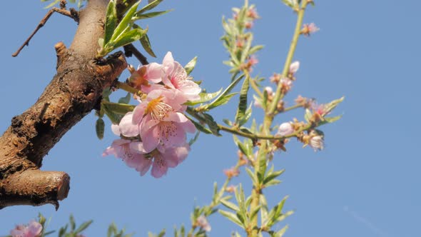 Prunus persica tree flowers in front of blue sky 4K 3840X2160 UltraHD footage - Peach tree branch wi alt