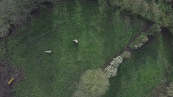 Two cows in a field - 4K