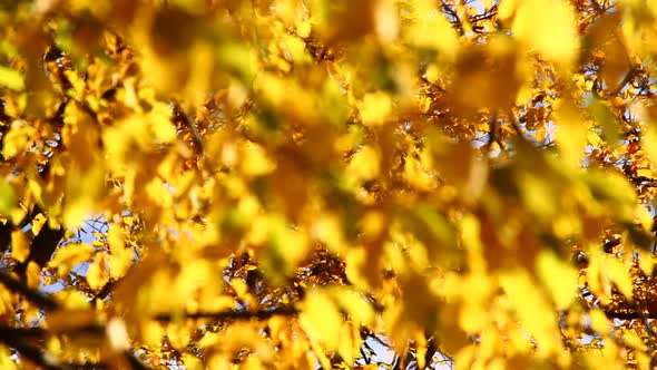 Yellow Leaves of Beautiful Autumn Tree