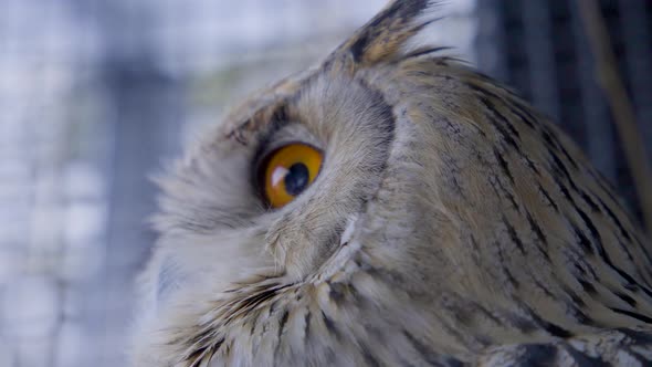 Close up of orange eyes of Siberian eagle owl. alt