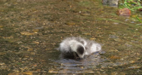 Barnacle Goose, branta leucopsis, gosling standing in Water, Normandy, slow motion 4K alt