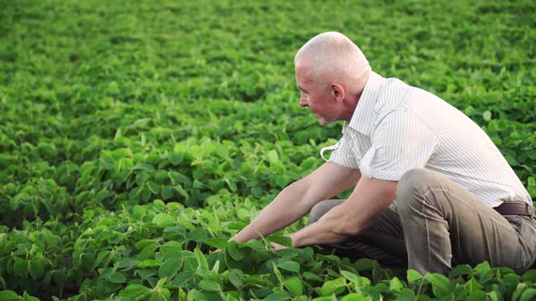 Senior Agronomist or Farmer Examines Soybean Growth. Soybean Field alt
