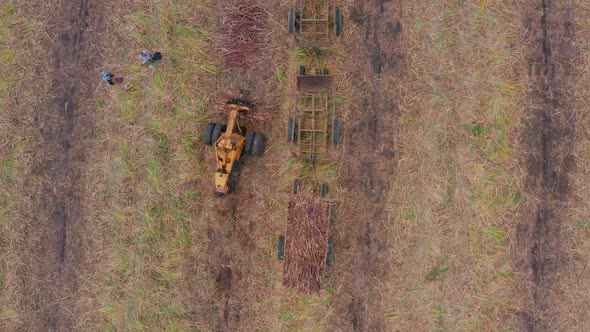 Aerial top-down static view over sugar cane harvesting machinery at work alt