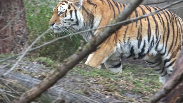 Siberian tiger walking. Tiger in the nature habitat.