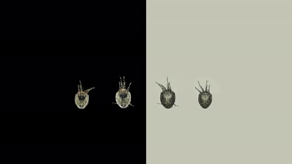 Acari Deutonymph Mite From the Family Histiostomatidae Under a Microscope alt