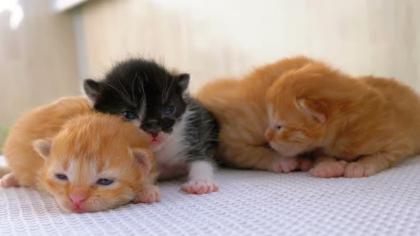 Little Fluffy Four Kittens Are Two Weeks Old, Crawling Around on a White Rug alt