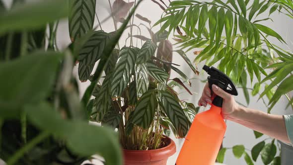 Floriculture Young Woman Sprays Green Leaves with Water From a Spray Bottle While Caring for Potted alt