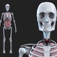Skeleton And Viscera Rotate - VideoHive Item for Sale