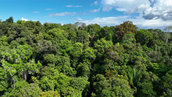 Stunning landscape of Amazon Forest at Amazonas State Brazil. alt
