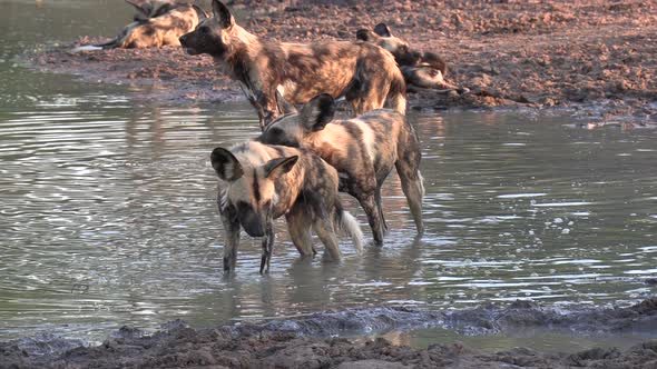 A pack of African wild dogs wade through a shallow pan in Africa to cool off from the hot sun. alt
