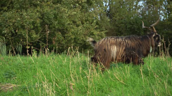 Goat with large horns and thick fur walking through thick grass field alt