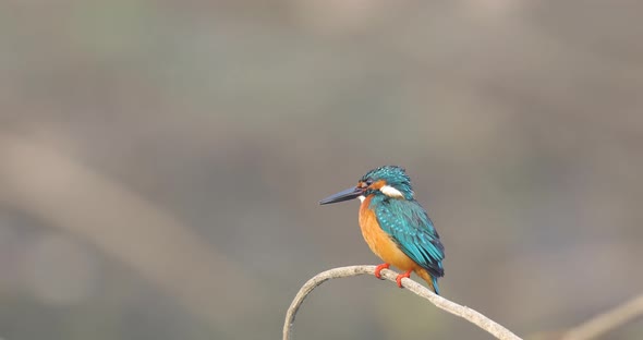 A Common Kingfisher Male bird sits on a stick in India over water looking to catch its next meal alt