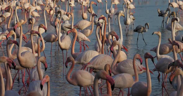 Greater Flamingos, Phoenicopterus roseus,Pont De Gau,Camargue, France alt