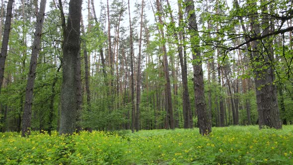 Summer Forest with Pine Trees Slow Motion alt